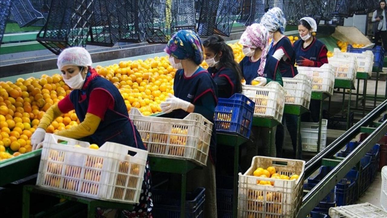 2,6 milyar doları aştı! Türkiye’den 10 aylık meyve sebze ihracatı