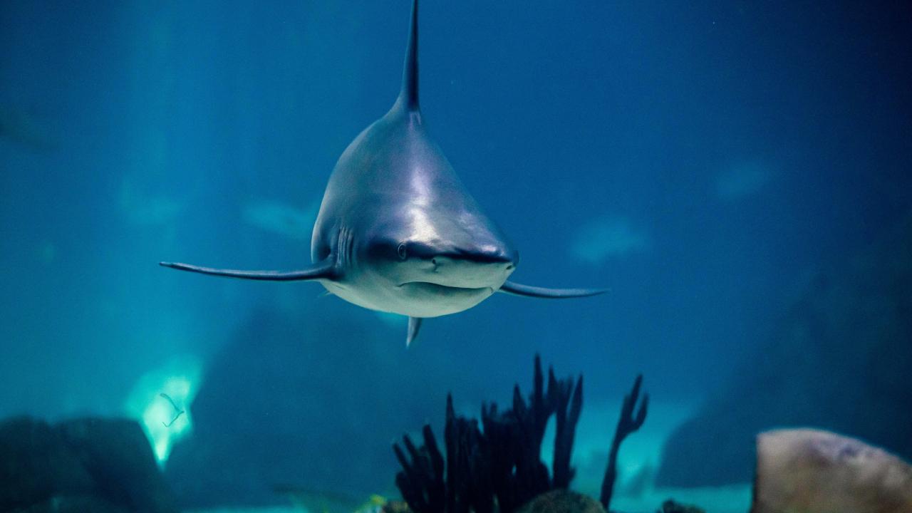 Avustralya’da köpekbalığı saldırısı! Genç adam yaşamını yitirdi